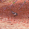 R. Geoffrey Blackburn Two in the Bush oil painting detail link